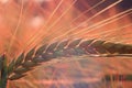 Barley ear. Soft sunset light.