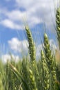 Barley Ears Against Blue Sky