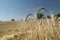 Barley Ears against blue sky and field Royalty Free Stock Photo