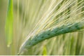 Barley ears on agricultural field in the spring Royalty Free Stock Photo