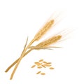 Barley ears bunch with yellow organic ripe grain, leaf on stalks