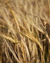 Barley ears crop field