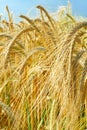 Barley ears ground view Royalty Free Stock Photo
