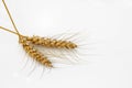 Barley ears isolated on white background Royalty Free Stock Photo