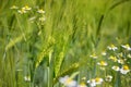 Barley ears with long awns and semi-ripe grain grow together with chamomile flowers in a field, concept for biodiversity and Royalty Free Stock Photo