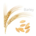 Barley, ears of wheat. Cereals with grains isolated on white