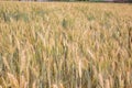 Barley farm background Royalty Free Stock Photo