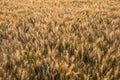 Barley Farm Field in Golden Light Royalty Free Stock Photo