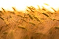 Barley Farm Field at Golden Sunset or Sunrise Royalty Free Stock Photo