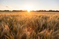 Barley Farm Field at Golden Sunset or Sunrise Royalty Free Stock Photo