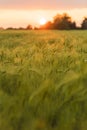 Barley Farm Field at Golden Sunset or Sunrise Royalty Free Stock Photo