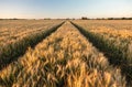 Barley Farm Field at Golden Sunset or Sunrise Royalty Free Stock Photo