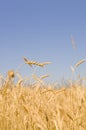 Barley field