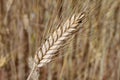 Barley field