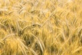 Barley field Royalty Free Stock Photo