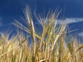 Barley field