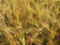 Barley field