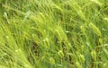 Barley field Royalty Free Stock Photo