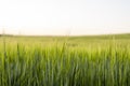 Barley field against the blue sky. Ripening ears of barley field and sunlight. Crops field. Field landscape. Royalty Free Stock Photo