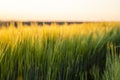 Barley field against the blue sky. Ripening ears of barley field and sunlight. Crops field. Field landscape. Royalty Free Stock Photo