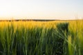 Barley field against the blue sky. Ripening ears of barley field and sunlight. Crops field. Field landscape. Royalty Free Stock Photo