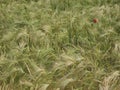 Barley in a field with a single poppy flower Royalty Free Stock Photo