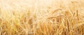 Barley field. Beards of golden barley close up. Beautiful rural landscape Royalty Free Stock Photo