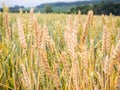 Barley field in Biei Royalty Free Stock Photo