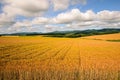 Barley field Royalty Free Stock Photo