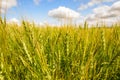 Barley field Royalty Free Stock Photo