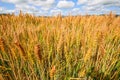 Barley field Royalty Free Stock Photo