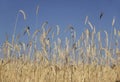 Barley field