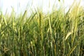 Barley Field. Cereals. Royalty Free Stock Photo