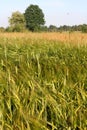 Barley Field. Cereals. Landscape. Royalty Free Stock Photo