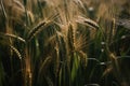 Barley Field Close. Generative AI