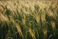 Barley Field Close. Generative AI