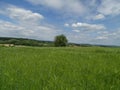 Barley field with cornflowers, tree and hills of Kraichgau