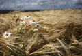 Barley field and daises Royalty Free Stock Photo