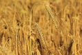 Barley field Royalty Free Stock Photo