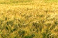 Barley field detail gleaming golden in sunset light Royalty Free Stock Photo