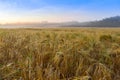 Barley field and foggy august morning.