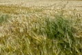 Barley field in France Royalty Free Stock Photo