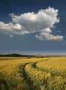 Barley field in Germany, Gerstenfeld bei Kassel Royalty Free Stock Photo