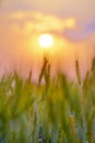 Barley field in golden glow of evening sun Royalty Free Stock Photo