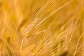 Barley field in golden glow of evening sun Royalty Free Stock Photo