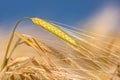 Barley field in golden glow of evening sun Royalty Free Stock Photo