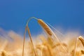 Barley field in golden glow of evening sun Royalty Free Stock Photo