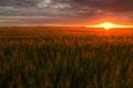 Barley field in golden glow Royalty Free Stock Photo