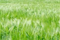 Barley field