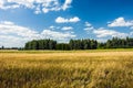 Barley field, green forest and white clouds on blue sky Royalty Free Stock Photo